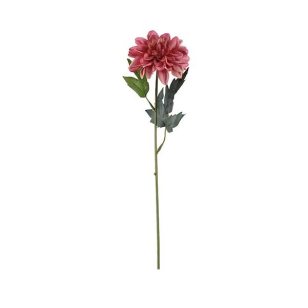 Zinnia rosa 45cm